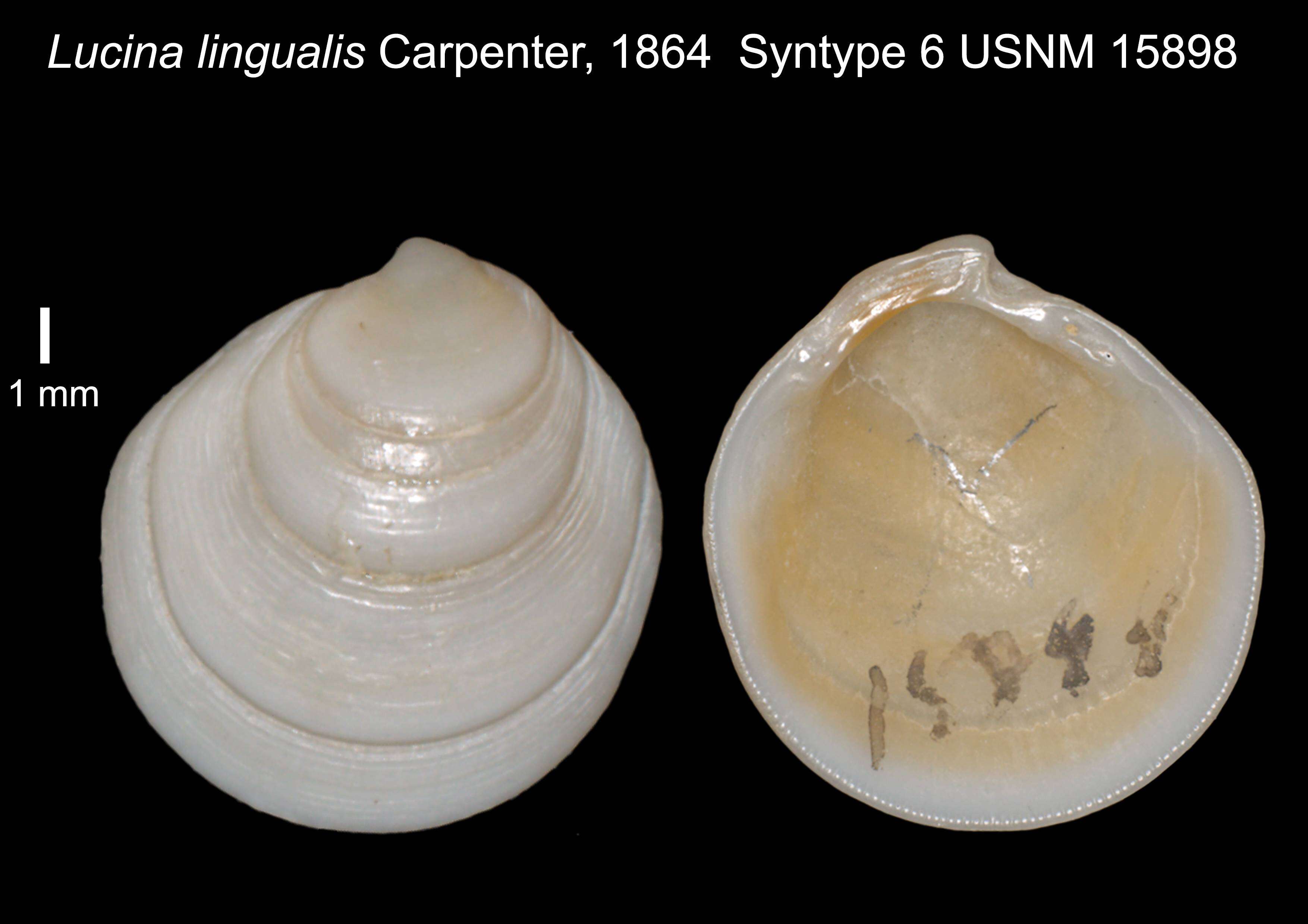 Image of Cavilinga lingualis (Carpenter 1864)