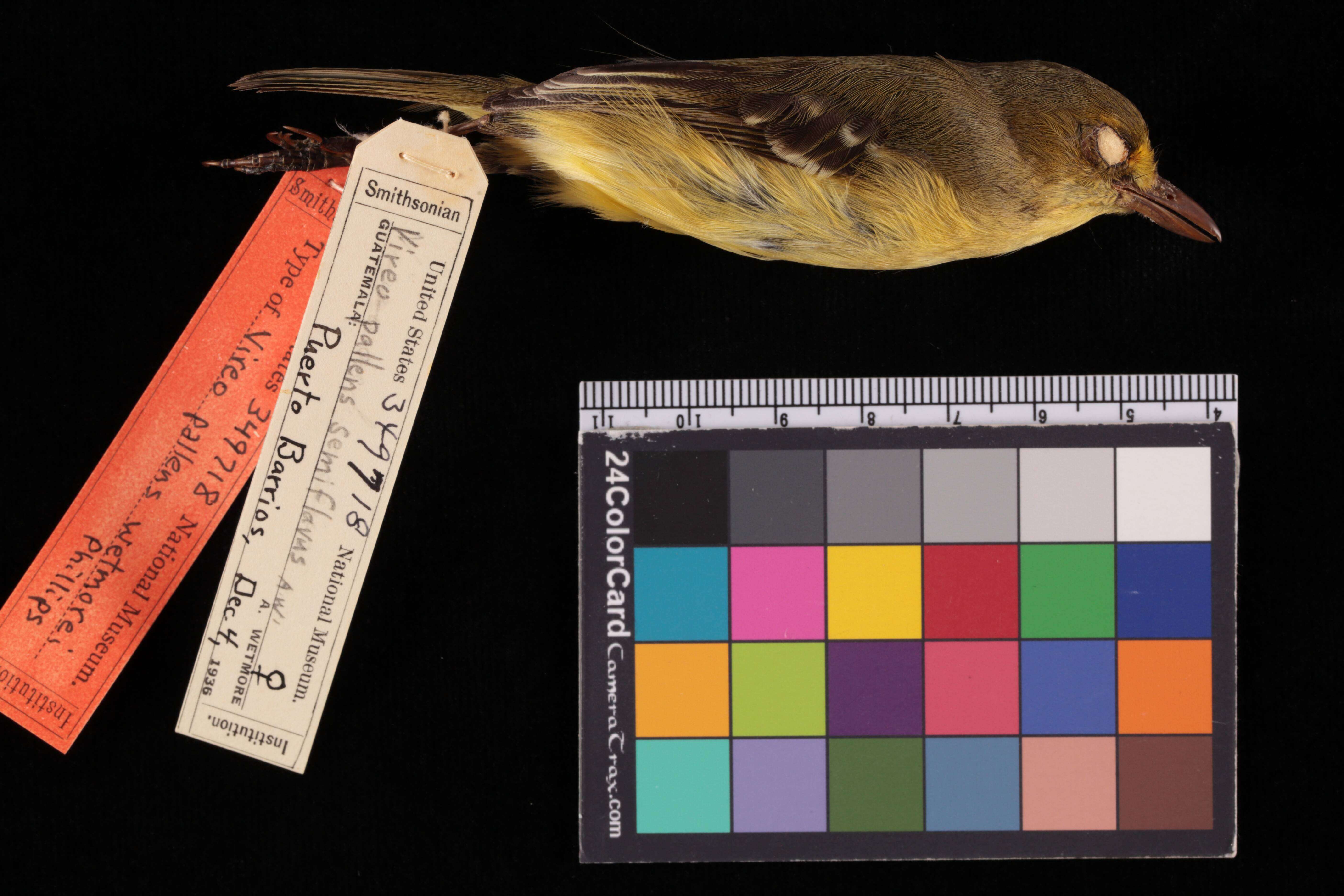 Image of Vireo pallens wetmorei Phillips & AR 1991