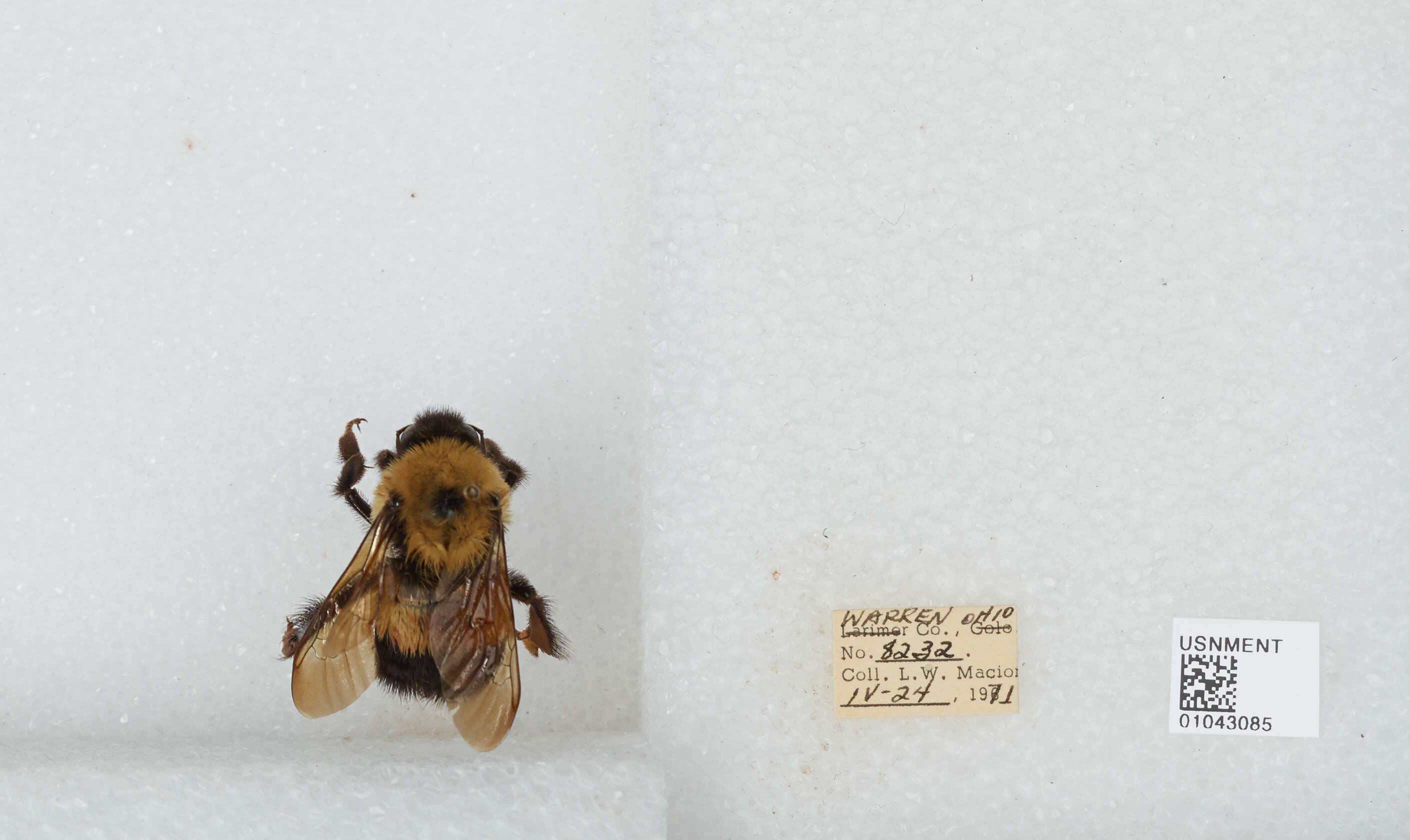 Слика од Bombus affinis Cresson 1864