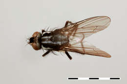 Syllimnophora vitiventris Malloch 1934 resmi