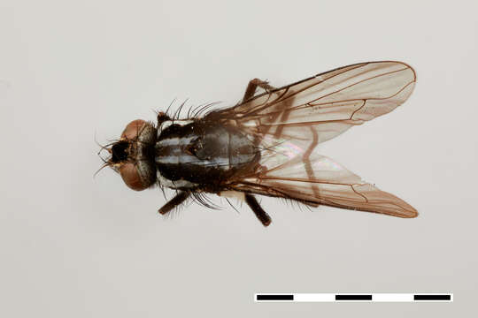 Sivun Syllimnophora vitiventris Malloch 1934 kuva