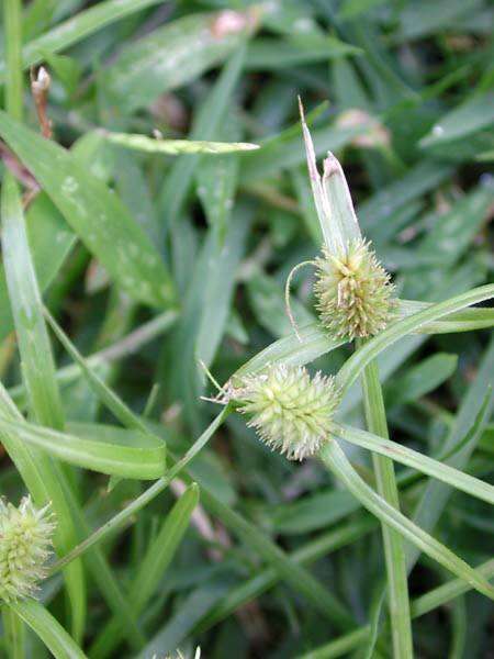 Image of Cyperus brevifolius (Rottb.) Hassk.