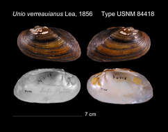 Image of Unio verreauianus Lea