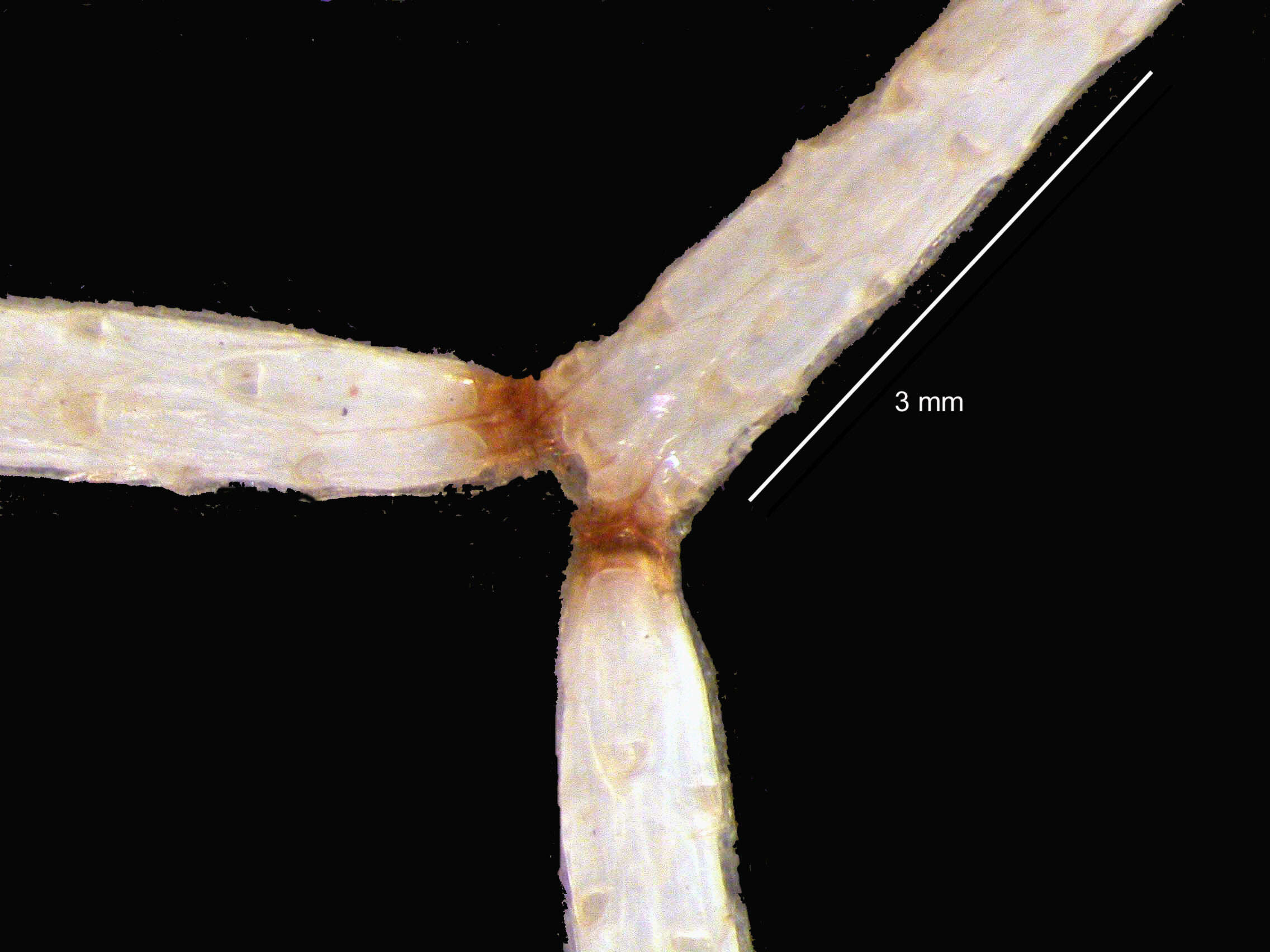 Image of Cellaria diversa Livingstone 1928