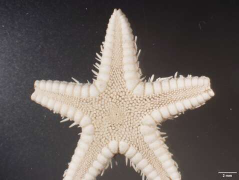 Imagem de Astropecten karankawai Lawrence et al. 2018