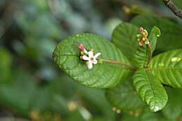 Image of Cucubano-de-Monte