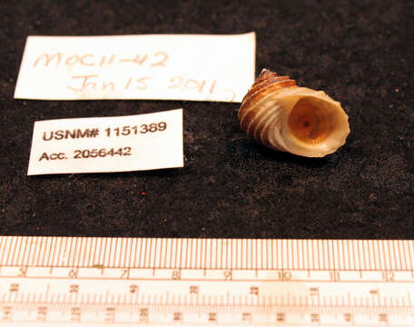 Image of Trochidae