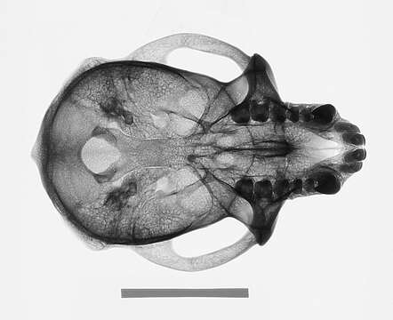 Image of Macaca fascicularis fascicularis (Raffles 1821)