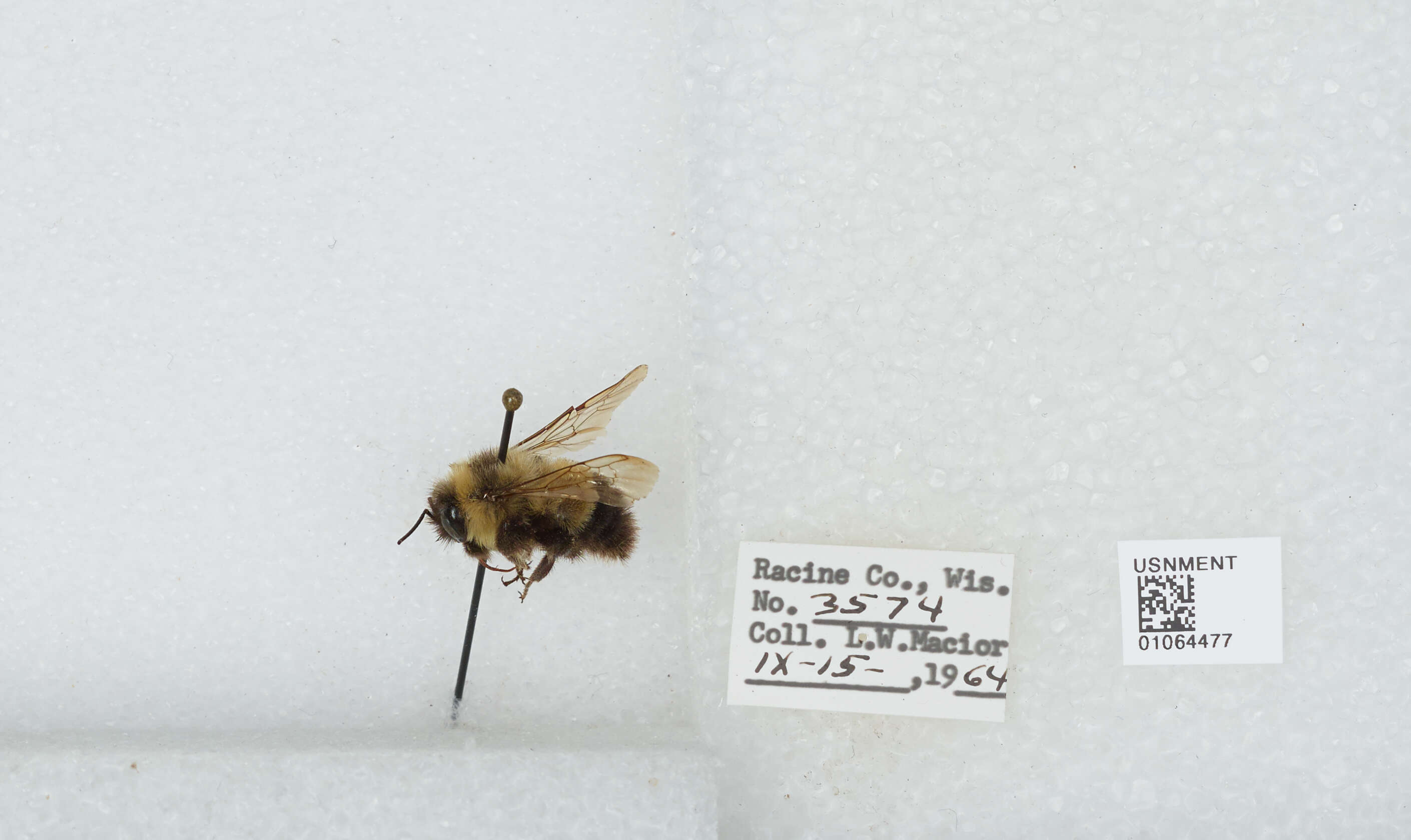 Слика од Bombus affinis Cresson 1864