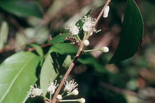 Imagem de Eugenia procera (Sw.) Poir.