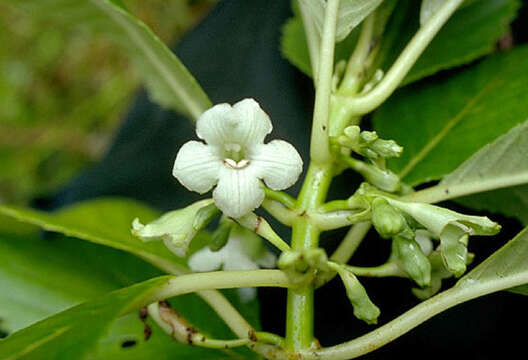 Image of Kanawao-Ke'oke'o