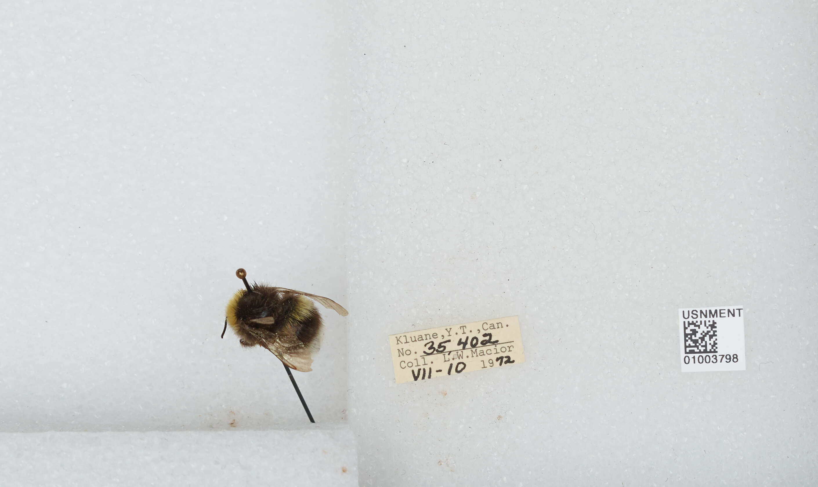 Image of White-tailed bumblebee