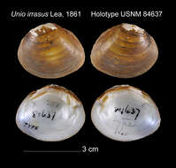 Image of Unio irrasus I. Lea 1861