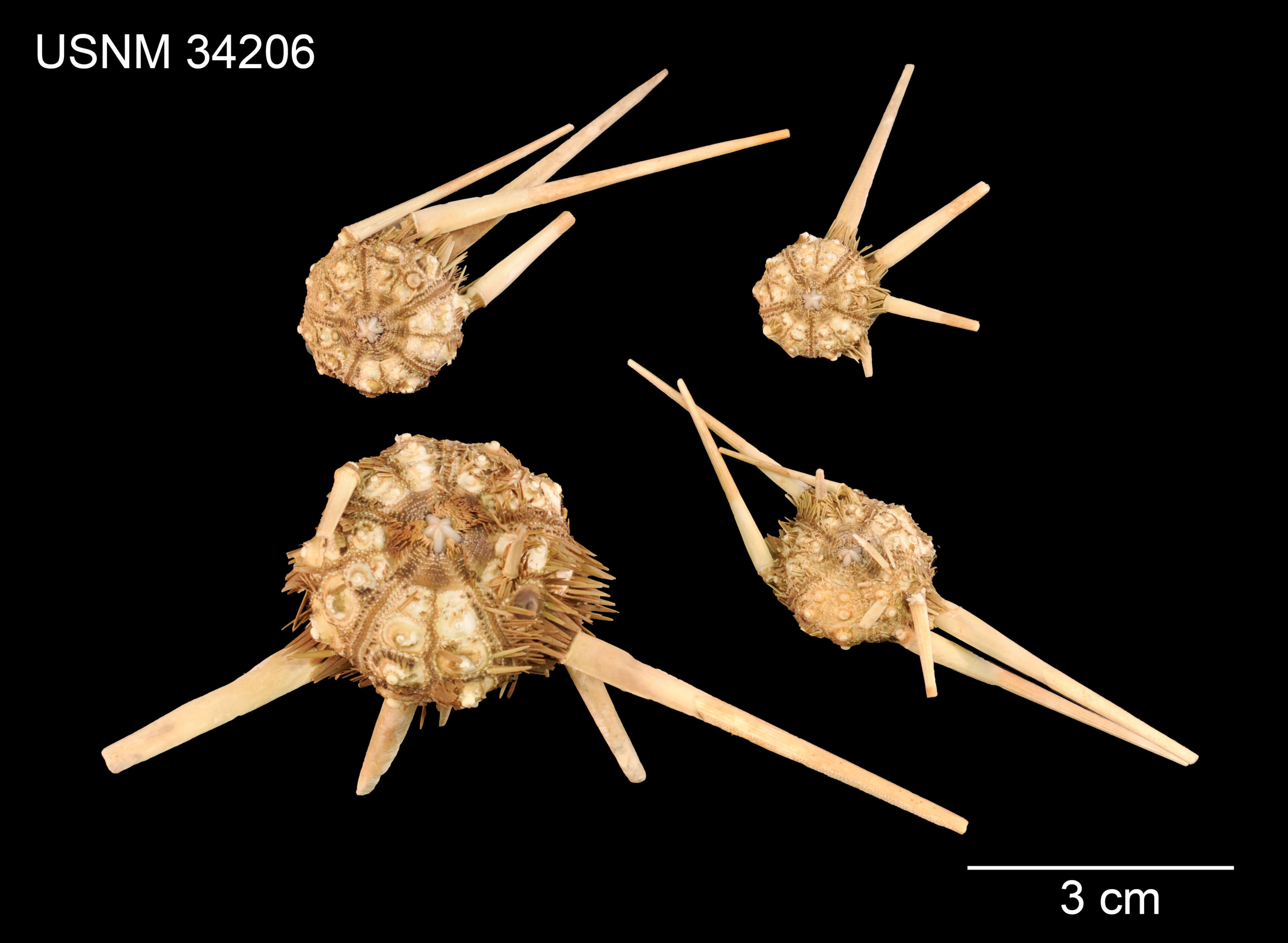 Image of Acanthocidaris hastigera A. Agassiz & H. L. Clark 1907