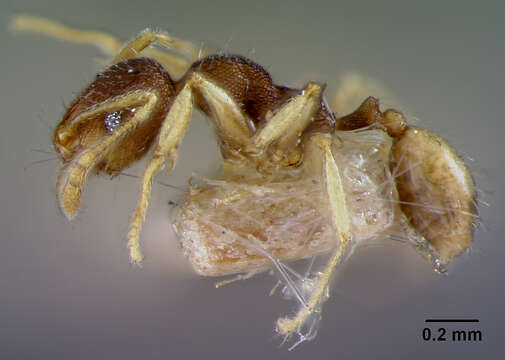 Image of Pheidole nindi Mann 1919