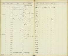 Image of Thamnophilus doliatus nigricristatus Lawrence 1865