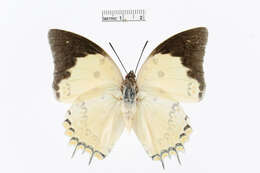 Image of Polyura delphis Doubleday 1843