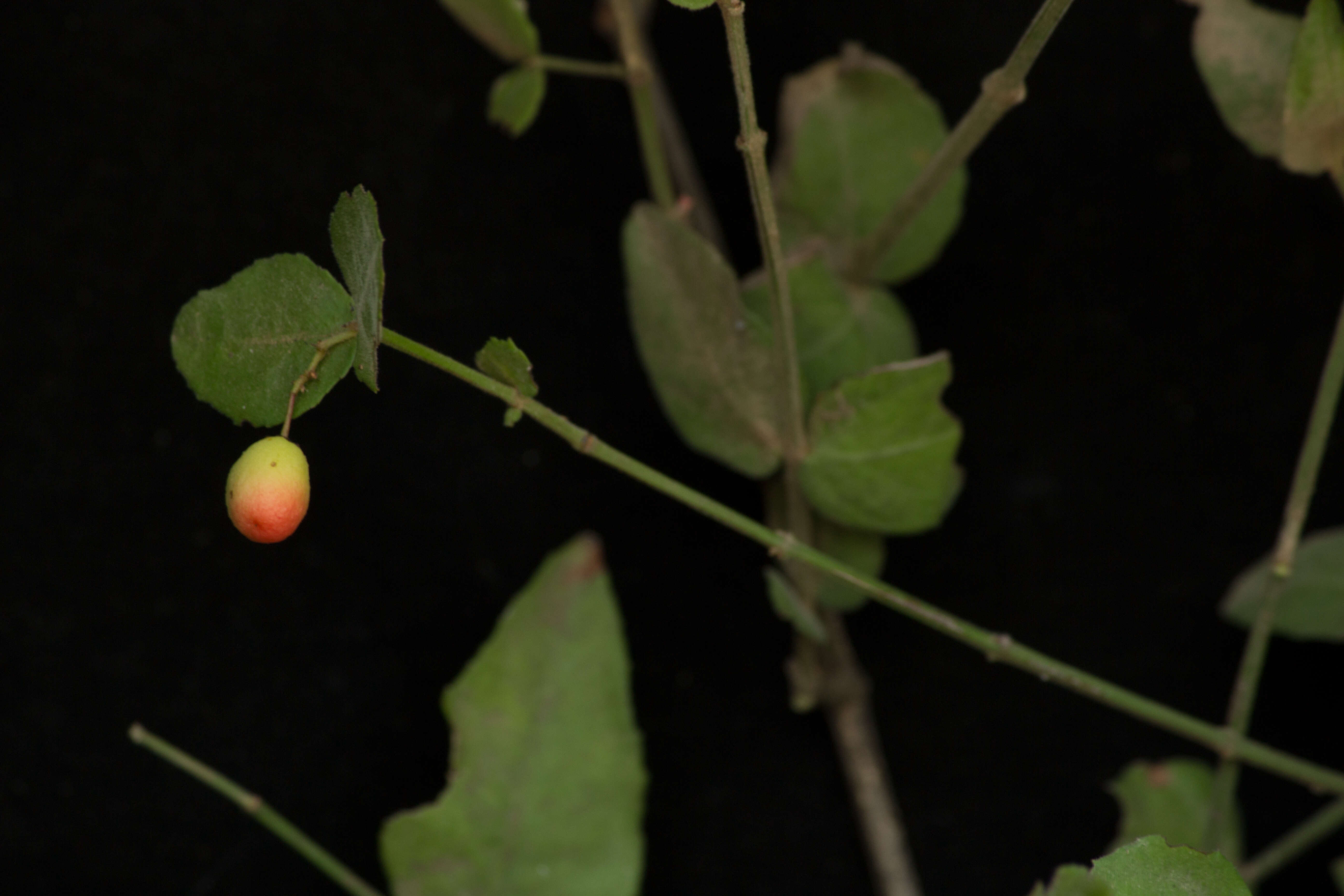 Image of Crossopetalum uragoga (Jacq.) O. Kuntze