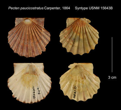 صورة Leptopecten tumbezensis (d'Orbigny 1846)