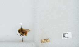 Image de Bombus sylvicola Kirby 1837