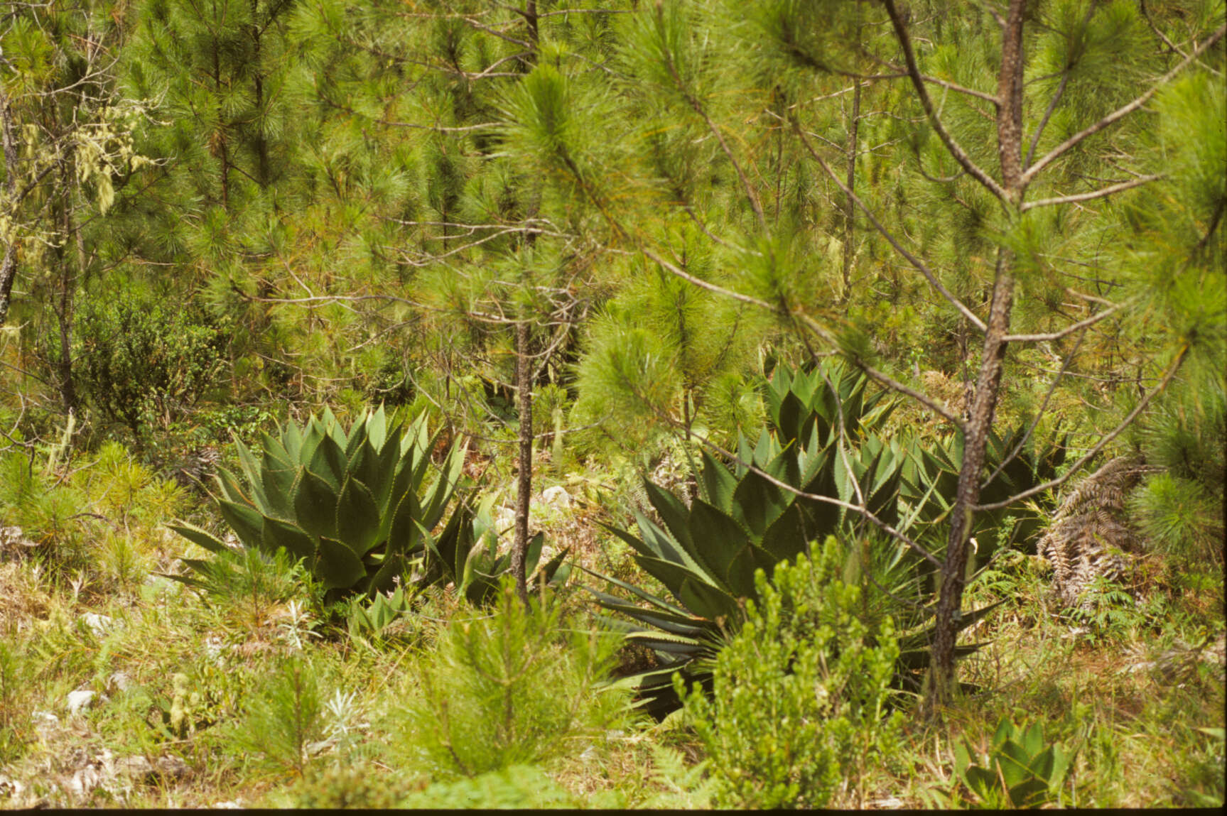 Image of Agave L.