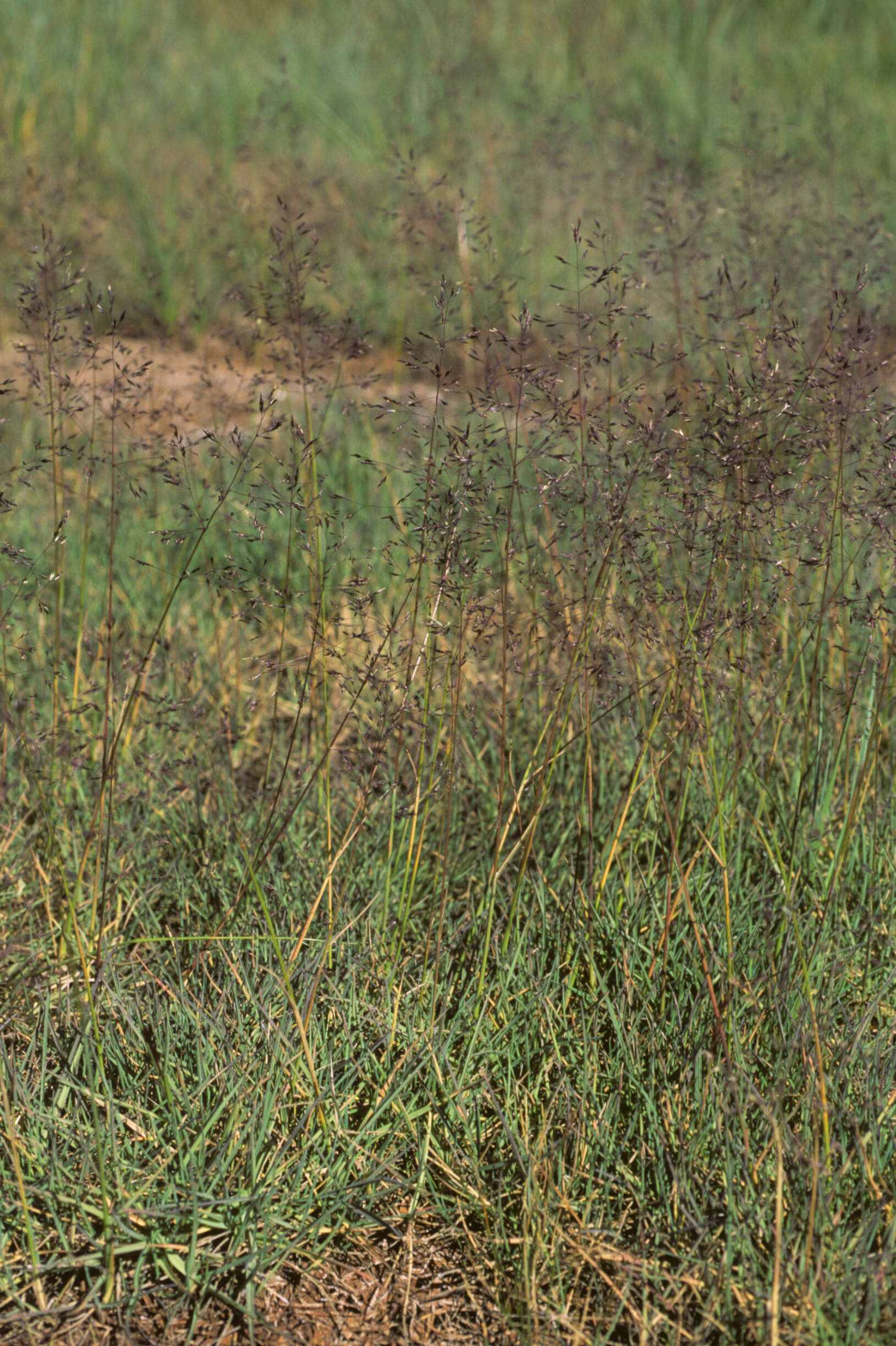 Image of Agrostis L.