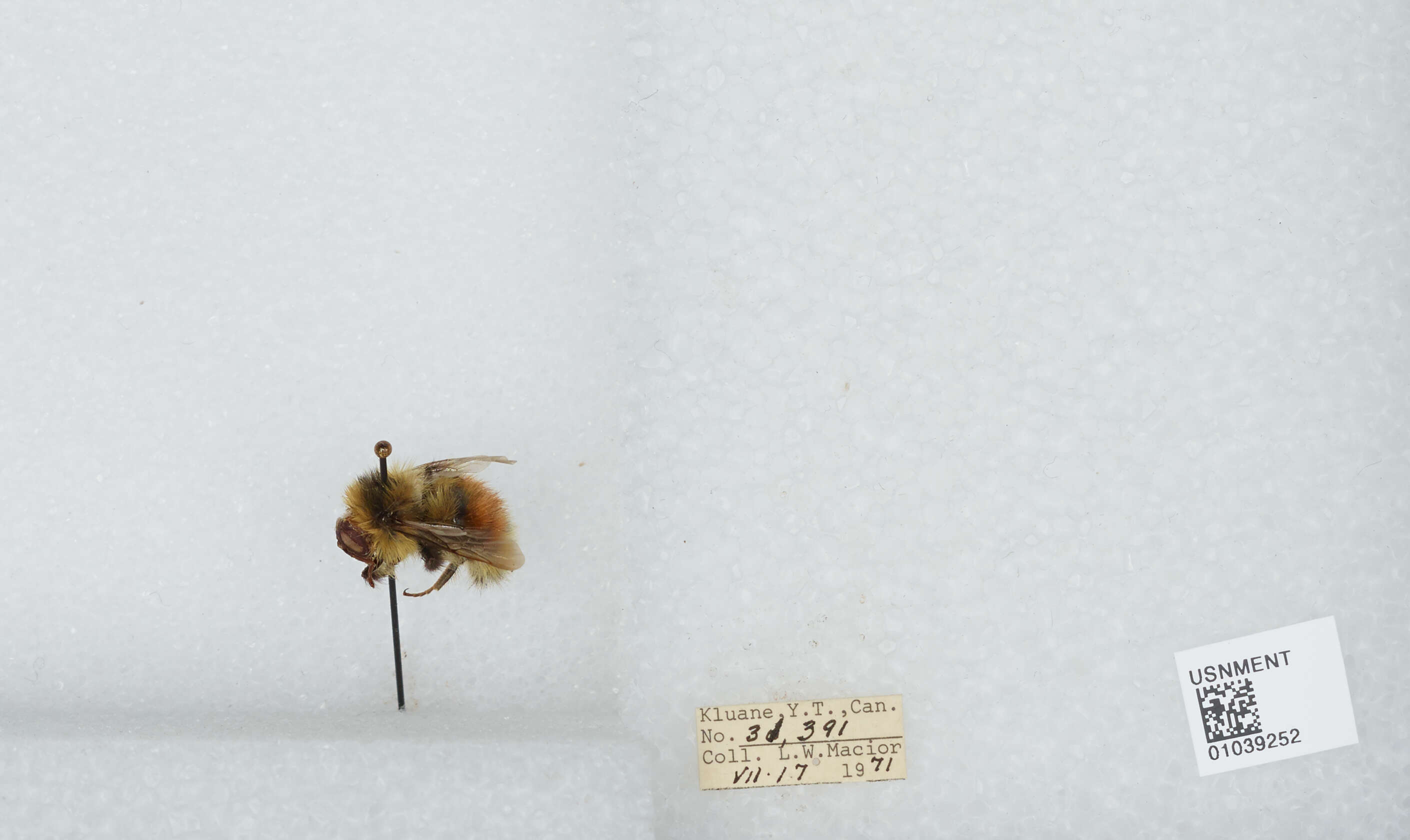 Image de Bombus sylvicola Kirby 1837