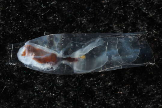 Image of cigar pteropod