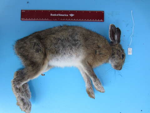 Imagem de Lepus americanus americanus Erxleben 1777