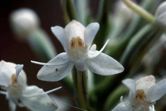 Image of Tropical False Rein Orchid