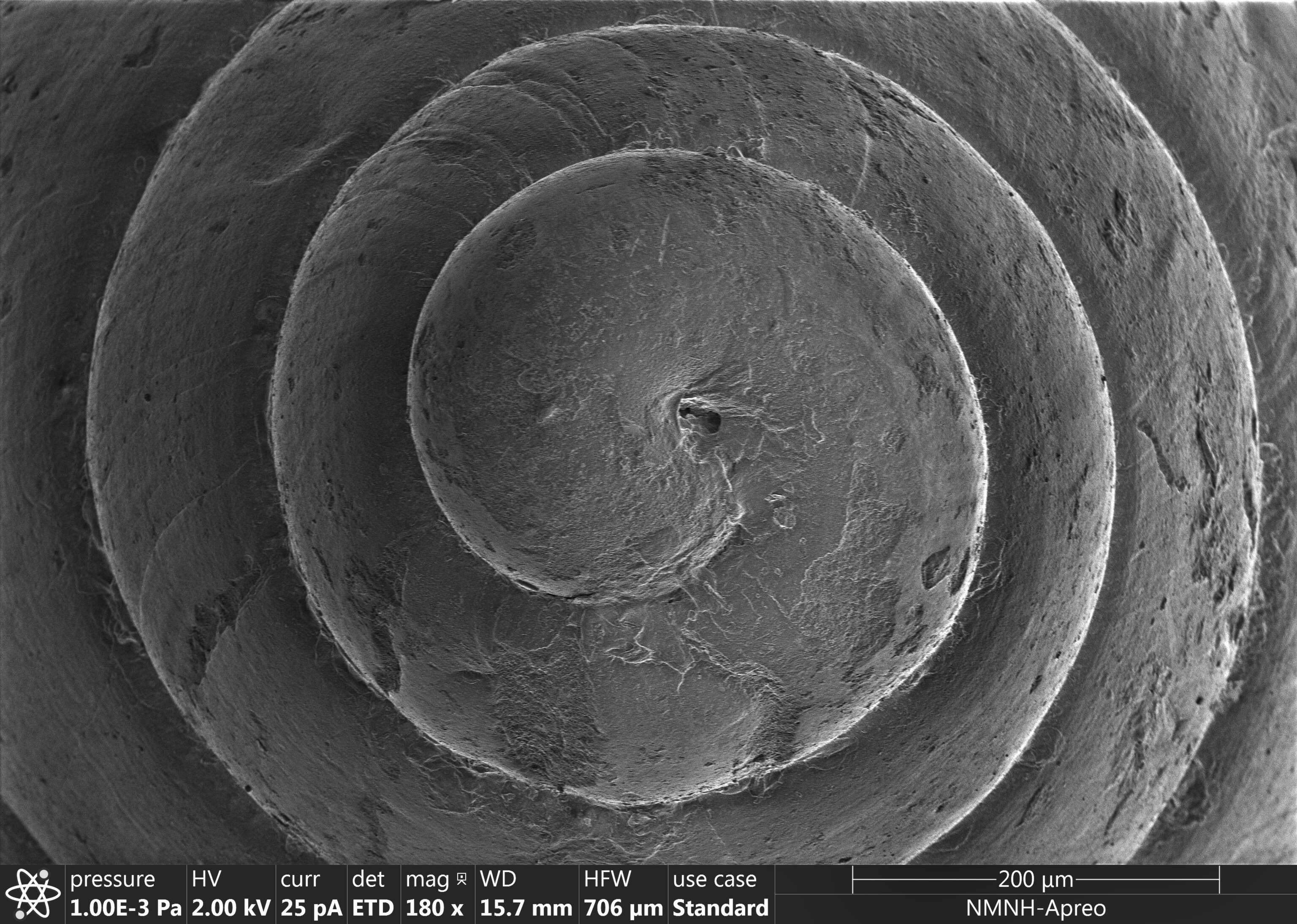 Image de Brachystomia carrozzai (van Aartsen 1987)