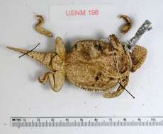 Image of Greater Short-horned Lizard