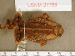 Image of Wiegmann's toad