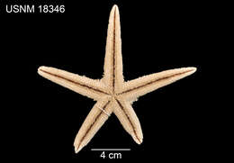 Image of Astropecten comptus Verrill 1915