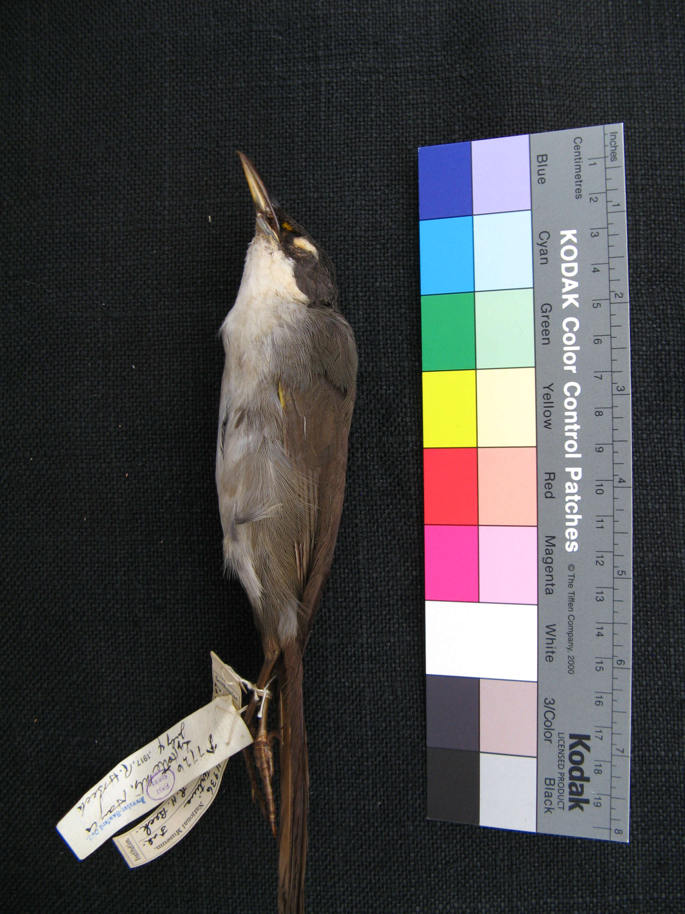 Image of Calyptophilidae