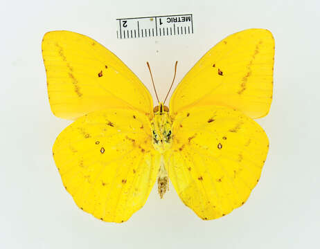 Image of Catopsilia Hübner 1819