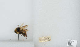 Image de Bombus sylvicola Kirby 1837