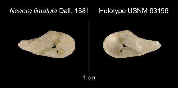 Image of Myonera limatula (Dall 1881)