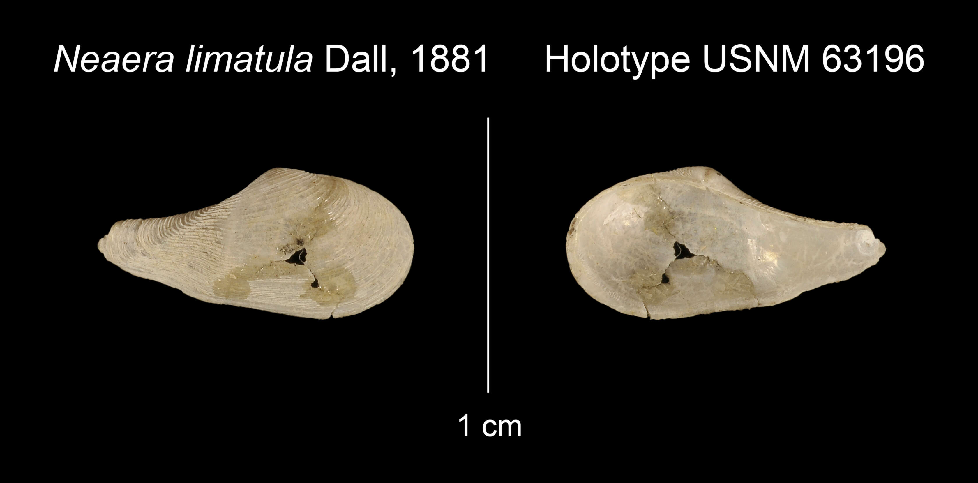Image de Myonera limatula (Dall 1881)