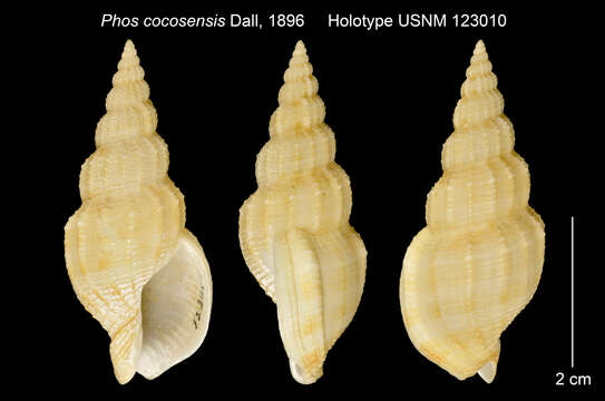 Plancia ëd Metaphos cocosensis (Dall 1896)