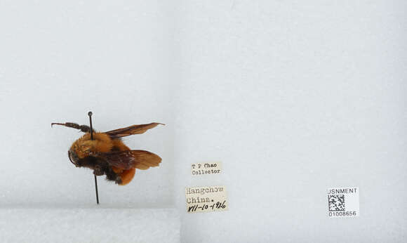 Image of Bombus atripes Smith 1852