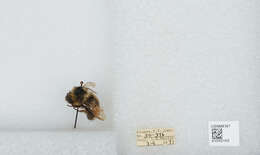 Image de Bombus sylvicola Kirby 1837