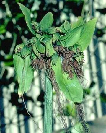 Imagem de Tacca leontopetaloides (L.) Kuntze