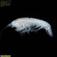 Image of Amphipoda