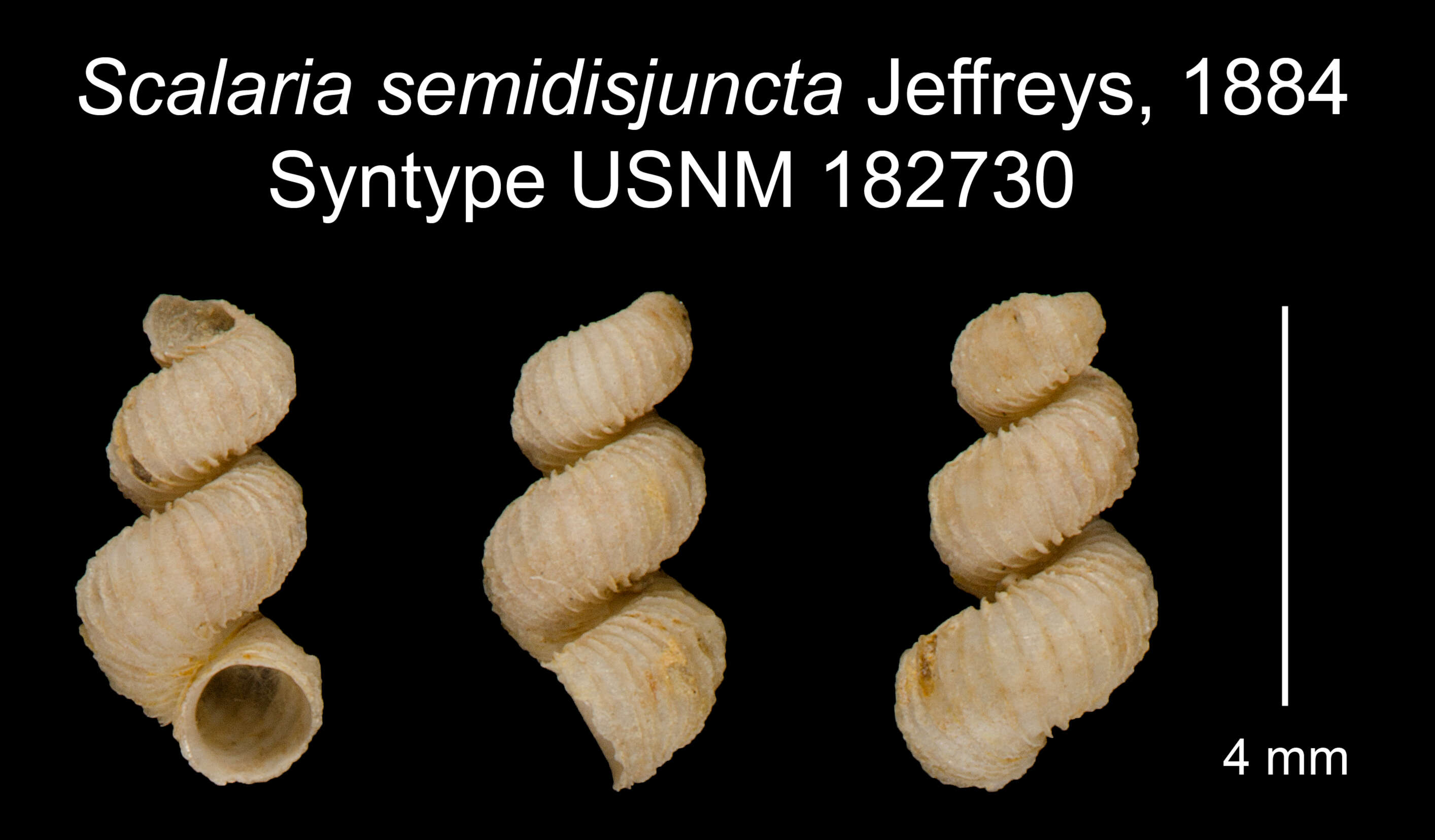 Image of Scalaria semidisjuncta Jeffreys 1884