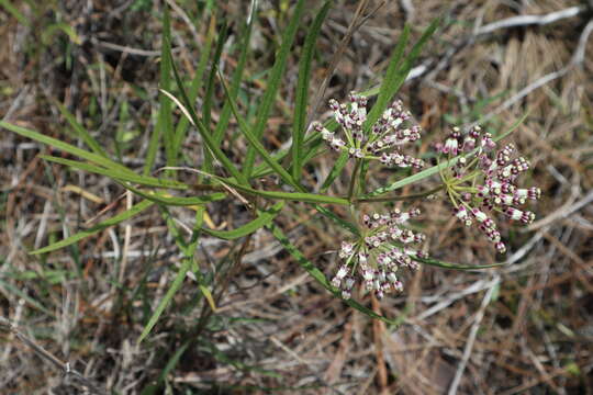 Image of longleaf milkweed