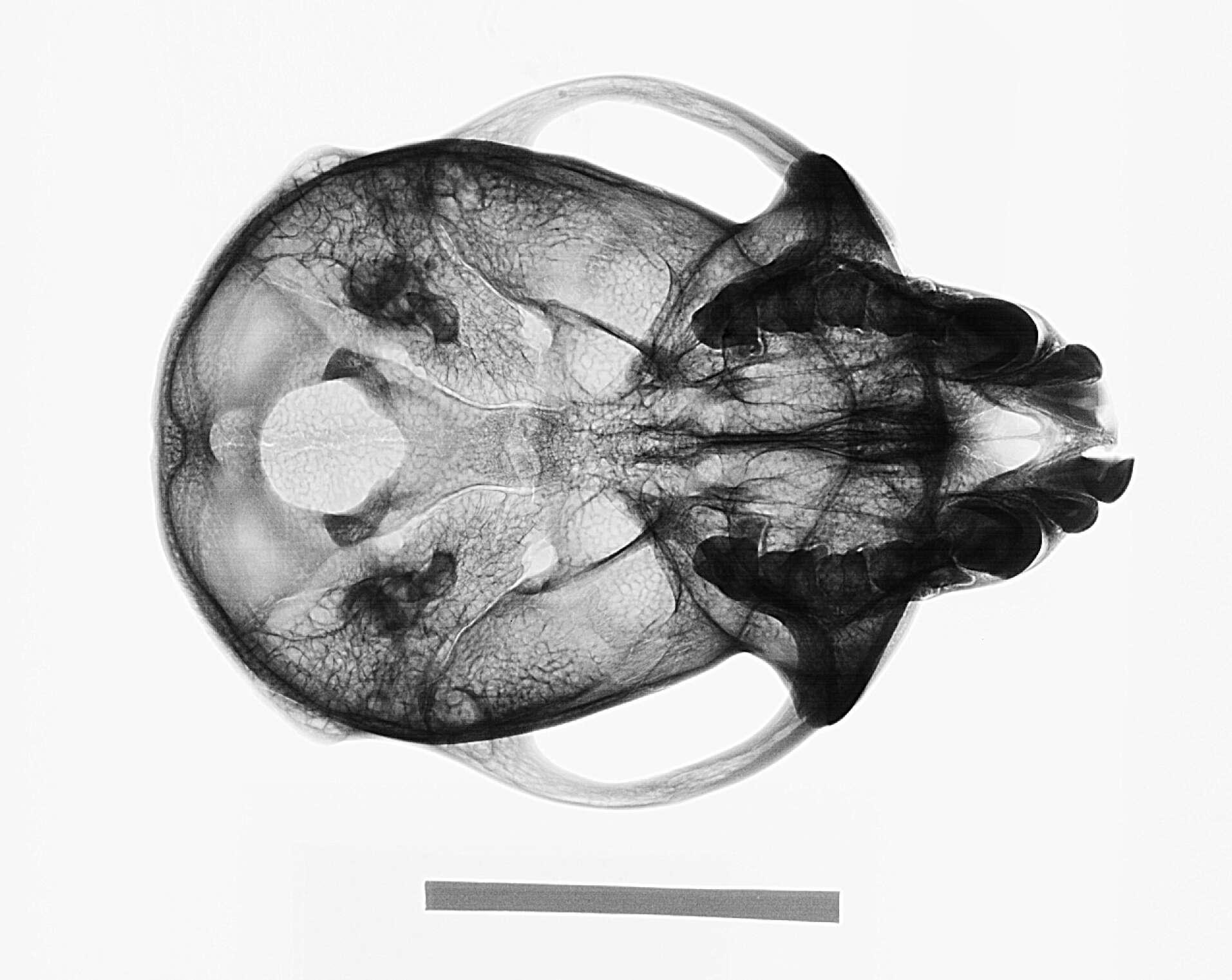 Image of Macaca fascicularis fascicularis (Raffles 1821)