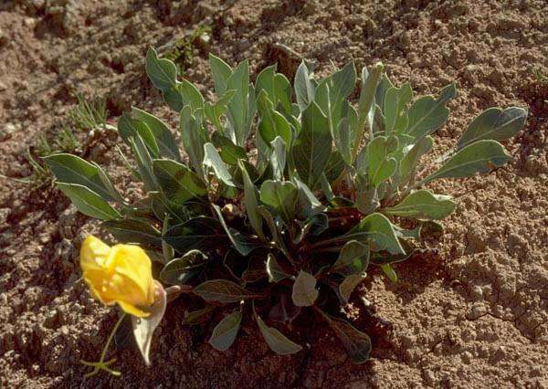 Oenothera macrocarpa subsp. incana (A. Gray) W. L. Wagner resmi