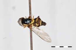 Image of Epistrophe longulus Shiraki