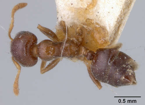 Слика од Crematogaster borneensis symbia Forel 1911